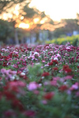 Fototapeta na wymiar colourful flower garden