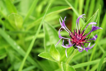 Purple flower