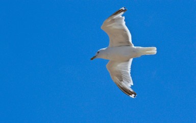 Fly Left