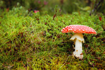 Toadstool in a forest