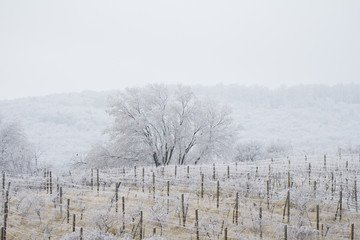 snow in vineyards