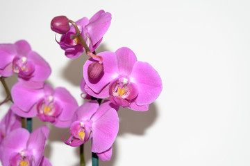 Orchidee vor weissem Hintergrund