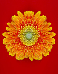 Yellow flower Barberton daisy closeup on the red background
