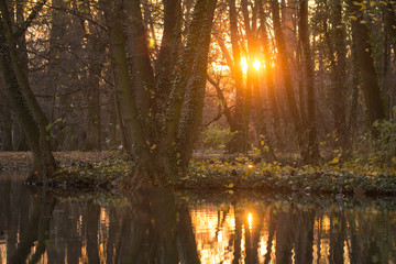 orange sunset in forest with lake
