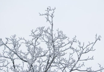 snowy treetop