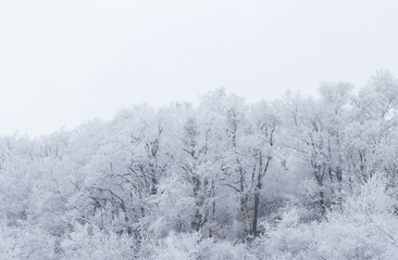 frozen snow on forest trees