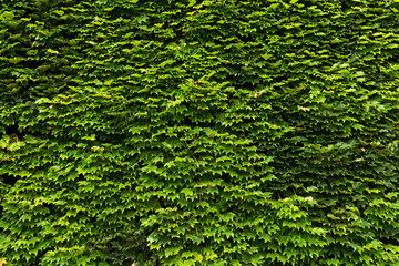 Wall of ivy