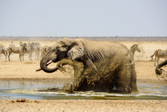 Elephant bathin att the waterhole