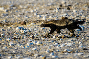 Honey badger foragingh