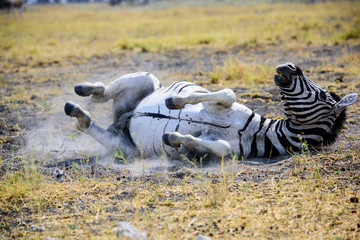 Obraz na płótnie Canvas zebra enjoying a dust bath