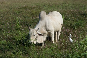 Indian_Cattle and Crane