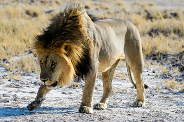 cowardly submissive male lion
