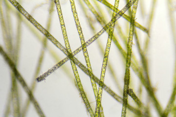 microscopic zygnema algae detail