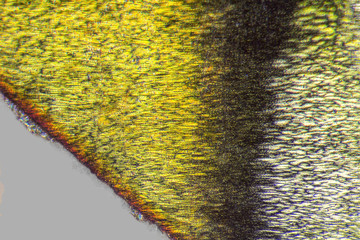 microscopic detail of a holography
