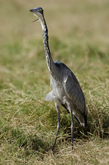 Héron mélanocéphale,.Ardea melanocephala, Black headed Heron,.parc national du Serengeti,...