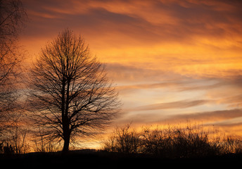 Obraz na płótnie Canvas Tree in sunset time with birds