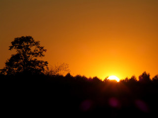 Silhouette of the trees against the breathtaking sunset, Thailand 