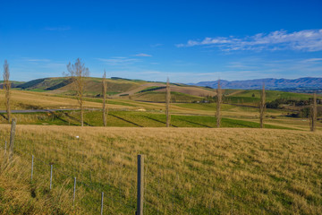 Scenic View Of Hilly Green Pasture. Canterbury, New Zealand