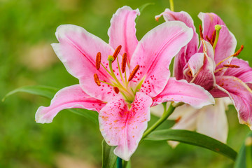 Pink lilly in the garden and tone color