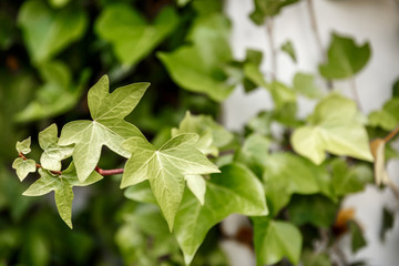 Fototapeta na wymiar Green leaves in spring, in a yard