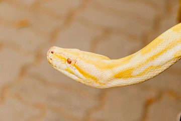 Gold Reticulated Python or Boa