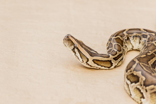 Big Reticulated Python or Boa on floor