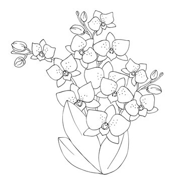 orchid flower contour vector illustration