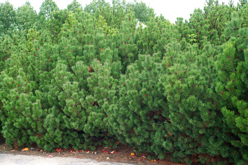 Fototapeta na wymiar Pinus mugo - creeping pine