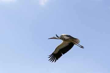 Storch im Flug