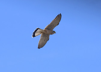 Falcon Common Kestrel / Falco tinnunculus