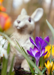 Crocus flowers and bunny sculpture