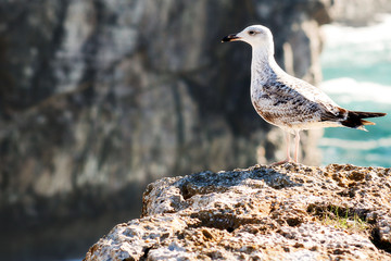 Möwe an der Algarve
