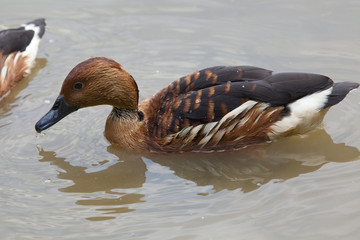 Fulvous whistling duck (Dendrocygna bicolor)