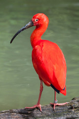 Scarlet ibis (Eudocimus ruber).