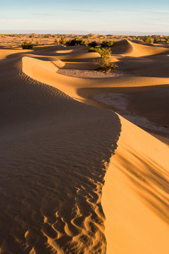 Sunrise at the dunes at Mhamid, Morocco