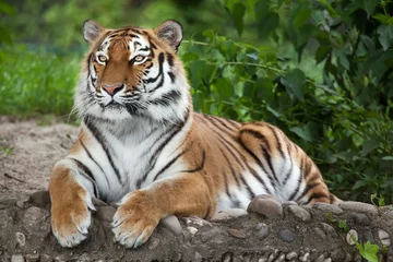 Abwaschbare Fototapete Tiger Sibirischer Tiger (Panthera tigris altaica)