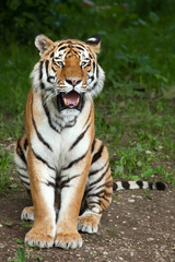 Naklejka premium Siberian tiger (Panthera tigris altaica)