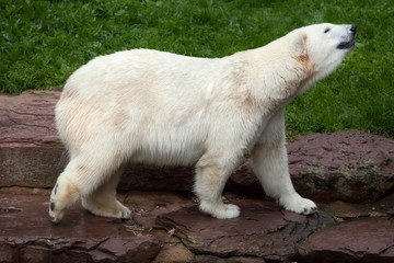 Polar bear (Ursus maritimus).