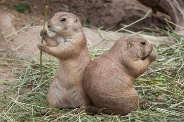 Black-tailed prairie dog (Cynomys ludovicianus)