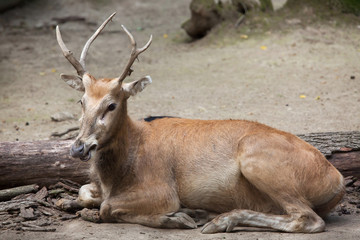 Naklejka premium Pere David's deer (Elaphurus davidianus)