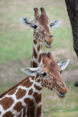 Reticulated giraffe (Giraffa camelopardalis reticulata).