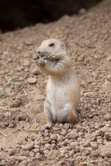Black-tailed prairie dog (Cynomys ludovicianus)