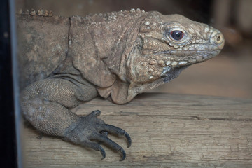 Cuban rock iguana (Cyclura nubila)