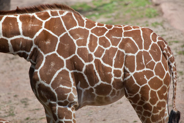 Reticulated giraffe (Giraffa camelopardalis reticulata).