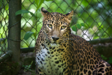 Fototapeta na wymiar Sri Lankan leopard (Panthera pardus kotiya)