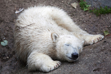 Polar bear (Ursus maritimus).