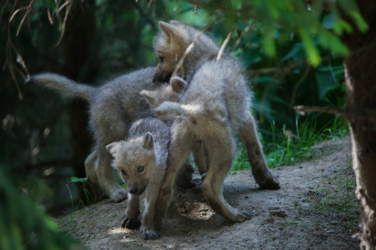 Fototapeta Arctic wolf (Canis lupus arctos)