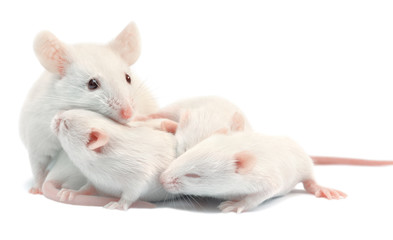 White laboratory mice: mother with  pups; isolated