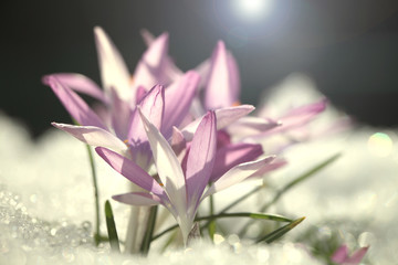 Крокусы фиолетовые на снегу в весенний солнечный день, фон для поздравительной открытки.