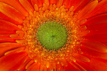 Beautiful orange gerbera flower, macro image wallpaper